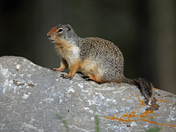 Wary ground squirrel