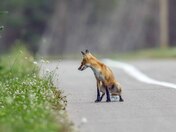 even the wildlife are pissing on plastic!!!!!!! 
