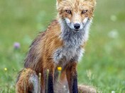 red fox 