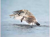 lobster fights back ?? or attack sea gull for dinner ??!! 