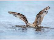 lobster fights back ?? or attack sea gull for dinner ??!! 