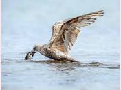 lobster fights back ?? or attack sea gull for dinner ??!! 