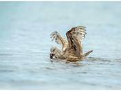 lobster fights back ?? or attack sea gull for dinner ??!! 