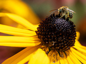 Up close with a honey bee!