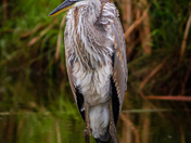 Great Blue Heron Portrait