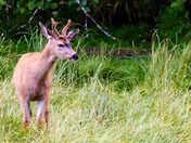 Buck Up! A Soft Bed and Lots of Food