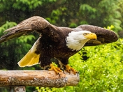 Dynamic but not Aerodynamic