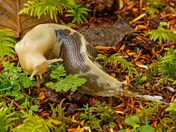 About to Turn Over a New Leaf