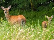 Like Mama, Like Young One