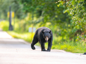 Black bear show time