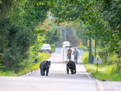 Black bear at Minnekhada Regional Park