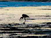 heron on hunt tactics