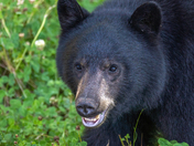 Black bear close up
