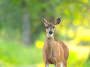 Black tailed deer 