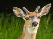 Love in His Eyes or Head Over Heels