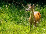 Buck in a Field