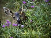 Smiling Fawn