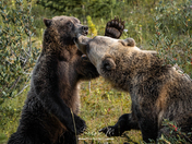 Mama bear and cub play fighting