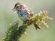 Savannah sparrow
