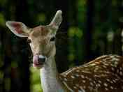 Muffle licking good.