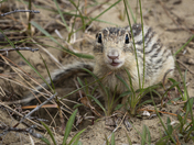 13-Lined Ground Squirrel