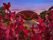 Peace Bridge Surrounded By Flowers At Sunrise