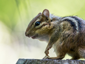 Chipmunks 