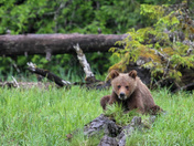 Interested Young Grizzly 