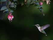 Flight of the Hummingbird