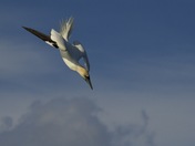 Northern Gannet in flight