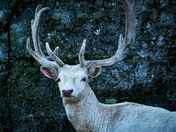Albino elk.