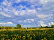Sunflower Heaven