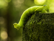 One-eyed Sphinx (moth) caterpillar (1260)