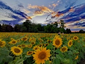 Sunflower Heaven