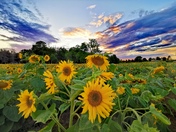 Beautiful Sunflower