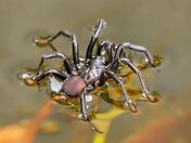 Antrodiaetus Pacificus