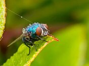Bubble-backed Fly