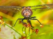 Paddle-tailed Darner