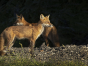 Red Fox Kits
