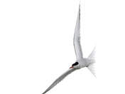 Common Tern