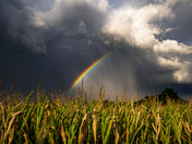 Conjure the Rain