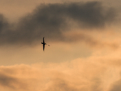 Midair Stunt 