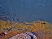 Northern watersnake in Restoule river.