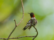 Resting Hummingbird