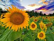One happy Sunflower 🌻