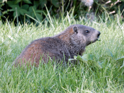 Groundhog