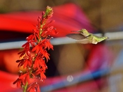 Hummingbird flies toward a cardinal flower.