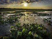 Pelée National Park. Marshlands Sunset