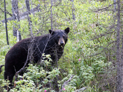 Medicine Lake Black Bear