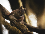 The mighty Red Squirrel 